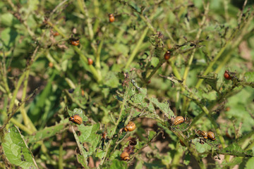 leptinotarsa decemlineata is a capable beetle destroy potato crops