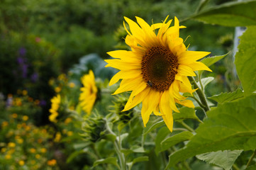 Classic sunflower