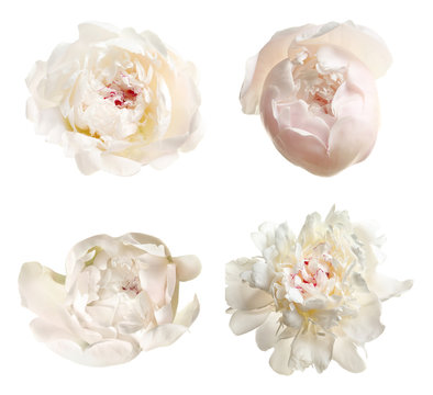 Set of beautiful peony flowers on white background, top view