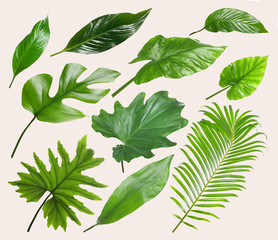 Set of different tropical leaves on light background © New Africa