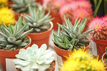 Beautiful echeverias in pots, closeup. Tropical flowers