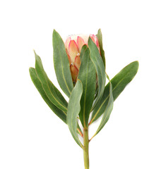 Beautiful protea flower on white background. Tropical plant