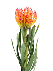 Fototapeta premium Beautiful protea flower on white background. Tropical plant