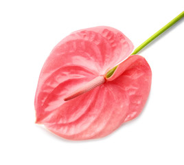 Beautiful pink anthurium flower on white background. Tropical plant