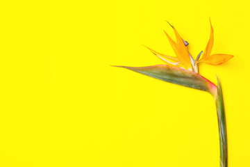 Beautiful bird of paradise flower on yellow background. Tropical plant
