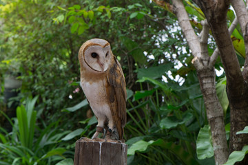 Barn owl