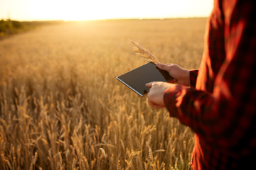 Smart farming using modern technologies in agriculture. Man agronomist farmer with digital tablet computer in wheat field using apps and internet, selective focus. Male holds ears of wheat in hand. © artiemedvedev