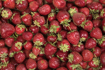 .Strawberry. Fresh organic berries macro. background from freshly harvested strawberries