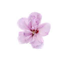 Fototapeta na wymiar Beautiful hibiscus flower on white background