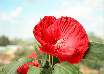Beautiful red hibiscus flower near window indoors © New Africa