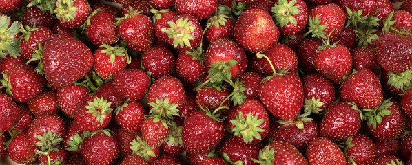 .Strawberry. Fresh organic berries macro. background from freshly harvested strawberries