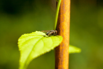 Naklejka premium Fly close up macro