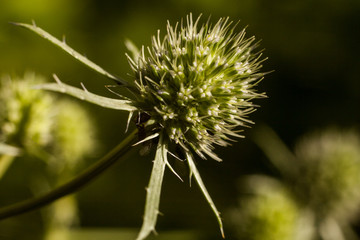 Nature close up macro