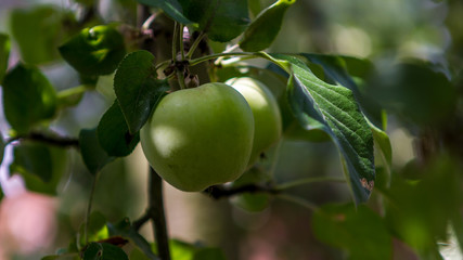 Pommes verte sur une branche