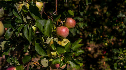 pommes rouge sur une branche