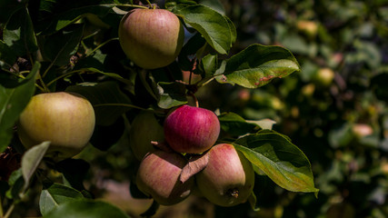 Quelques pommes rouge sur un arbre