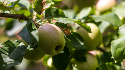 pomme en gros plan sur une branche