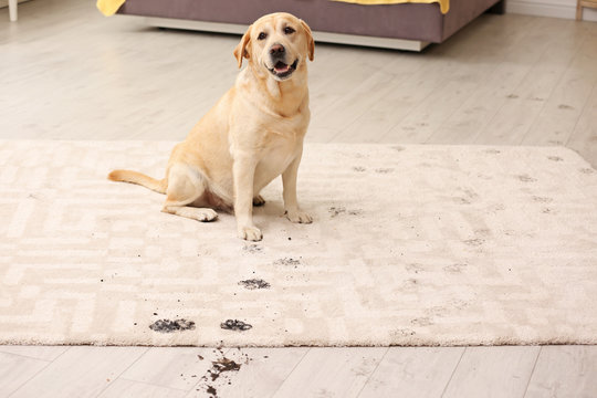 Cute dog leaving muddy paw prints on carpet