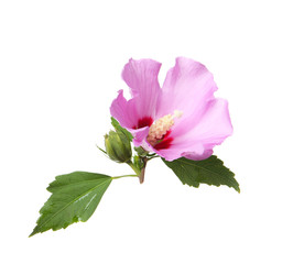 Beautiful tropical Hibiscus flower on white background