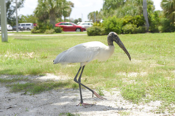 Wood Stork in the park, Palm Bay, Florida