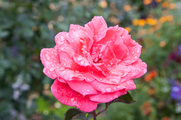 Rose with raindrops in a garden