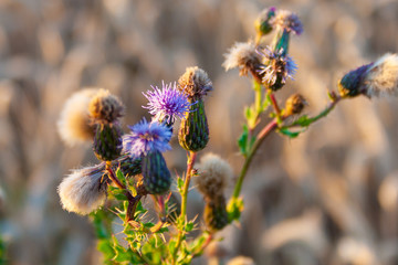 Distel vor Kornfeld im Gegenlicht
