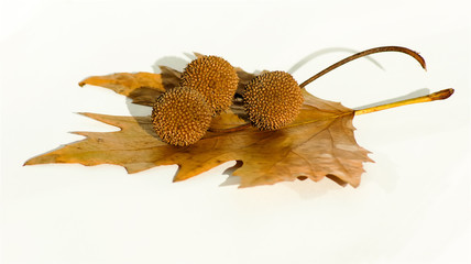 Seeds and leaves of plane tree on white background