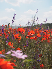 Obraz premium Field wild flowers poppies against a cloudy sky.