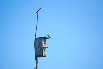 A sparrow sits on a birdhouse on a blue sky background
