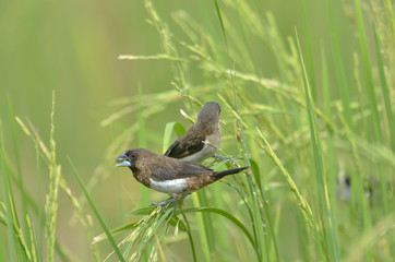 White-rumped Munia (Lonchura striata) in  reice field.
