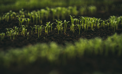 ecology. environment ecology concept. ecology and healthy lifestyle. ecology for future life.