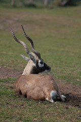 antelope