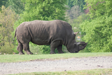 Fototapeta premium rhino