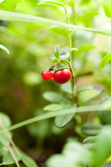 Green forest natural lingonberry, wild red ripe healthy antioxidant berry.