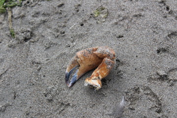 Claw