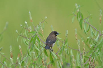 White-rumped Munia (Lonchura striata) in  reice field.