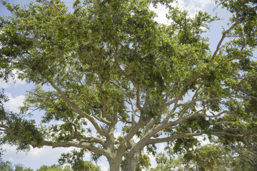Treetop of big tree