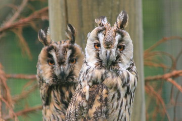 Zwei Waldohreulen (Asio otus)