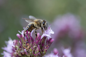 Honey Bee (Apis mellifera) on Oregano (Origanum laevigatum 'Herenhausen')