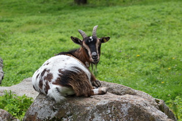 Gescheckte Ziege auf einem Stein