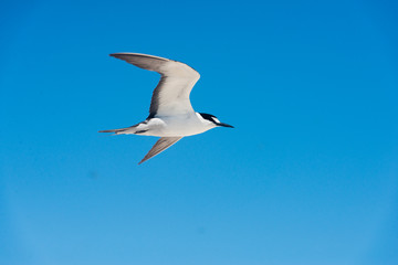 Fototapeta premium ミコマスケイ