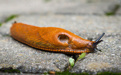 Nacktschnecke auf Steinen