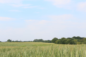 Obraz premium Maisblüte im Sommer in Ritterhude