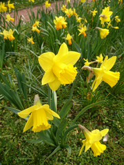 jonquilles