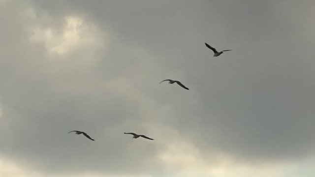 Seagull Storm flyng in the sky