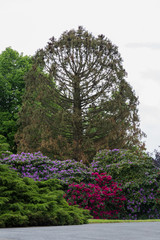 Plants and bushes in park