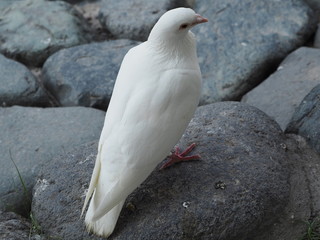 白い鳩