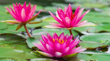 Beautiful pink lotus flower and leaf in pond nature