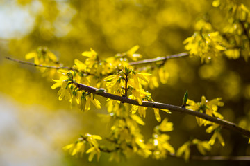 Soft focus of yellow flowers bloom in spring