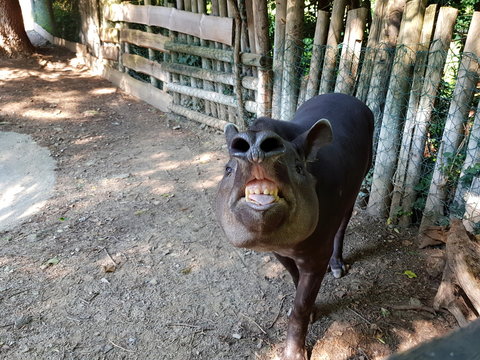 Lustiges Tierfoto: Lachendes Tapir in einem Zoo
